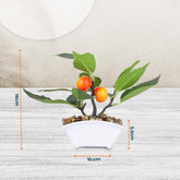 Homestic Pack of 5 Artificial Plants for Home D?cor|Natural Looking Indoor Fake Plants with Pot|Artificial Flowers for Decoration (Orange)